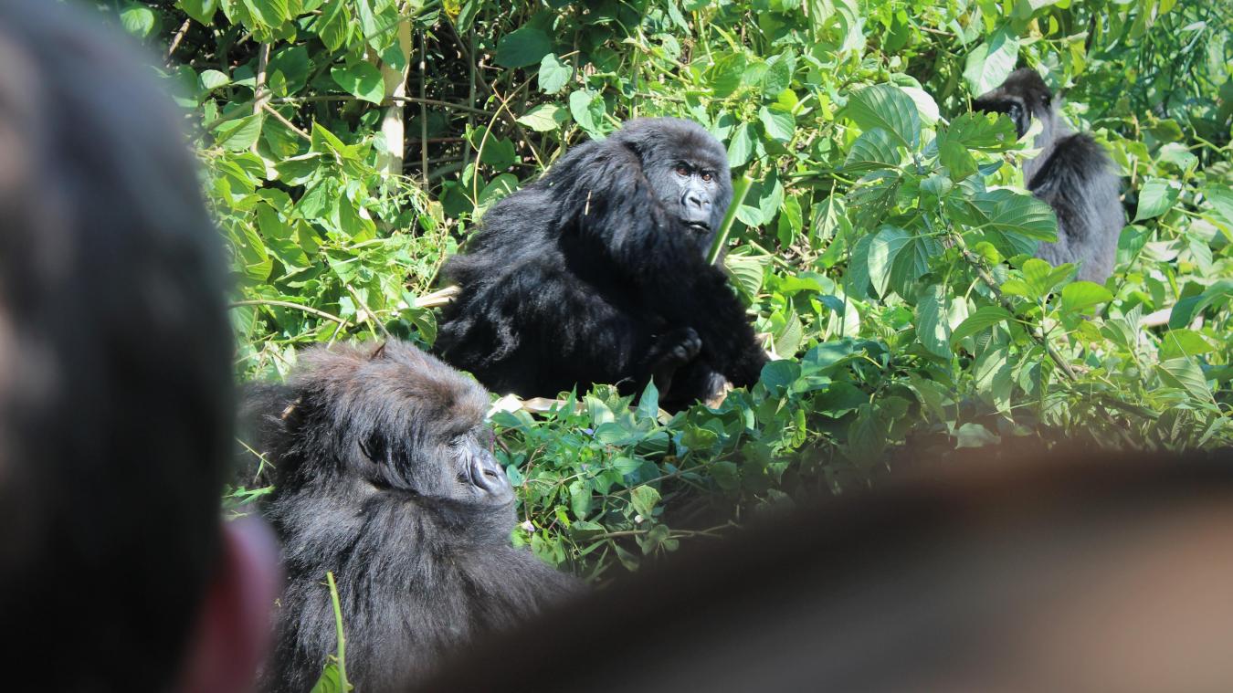 <p>Die Urwälder im Kongo sind eines der wichtigen Refugien der Berggorillas – und für Tiere wie für Ranger einer der gefährlichsten Orte weltweit.</p>