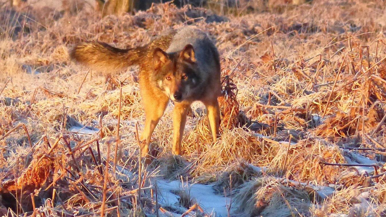 <p>Erstmals fotografiert: der Wolf im Hohen Venn.</p>