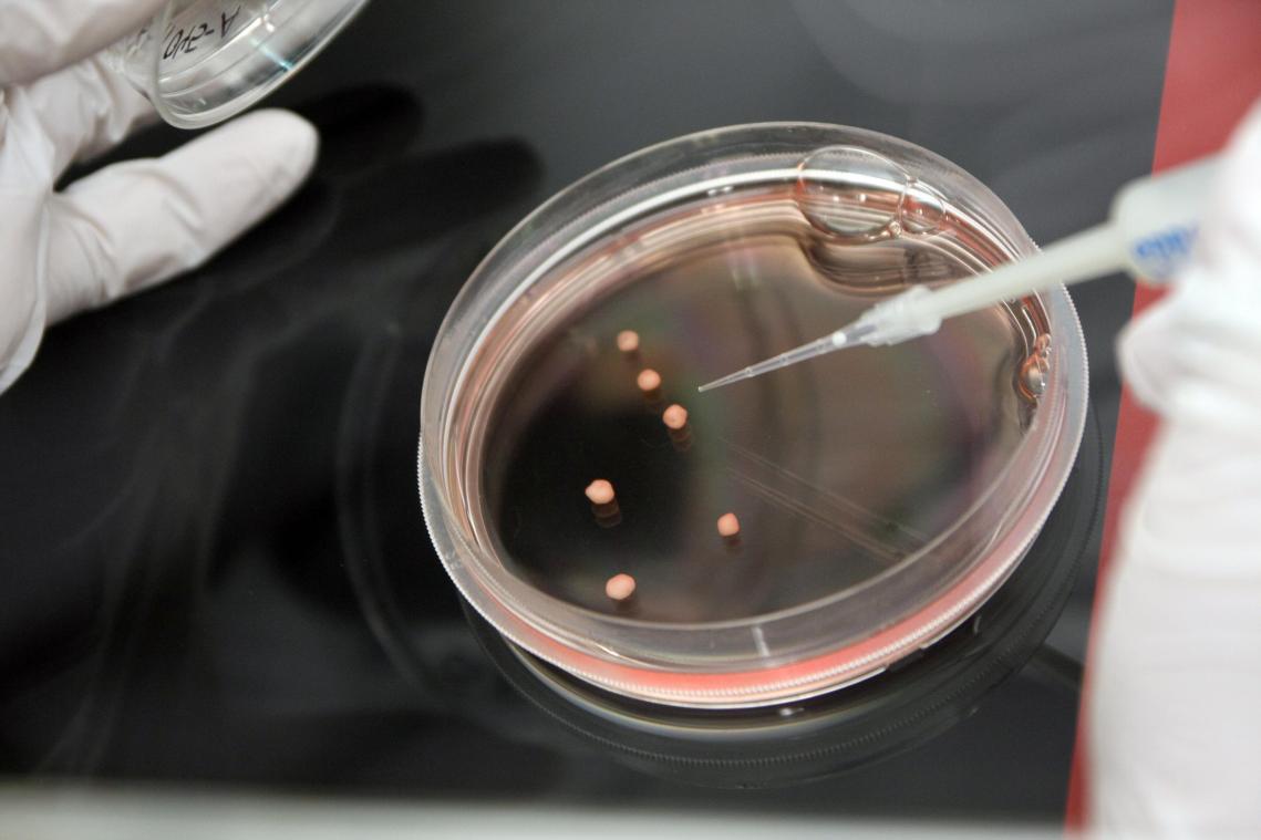 <p>Organoide in einer Petrischale am Berlin Institute of Health.</p>