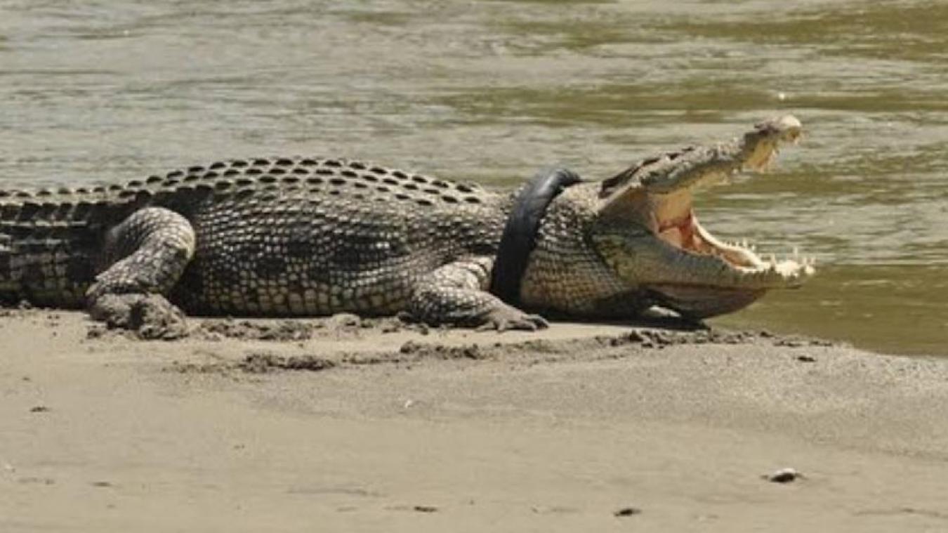 <p>In Indonesien schwimmt seit mindestens vier Jahren ein Krokodil mit einem Reifen um den Hals umher.</p>
