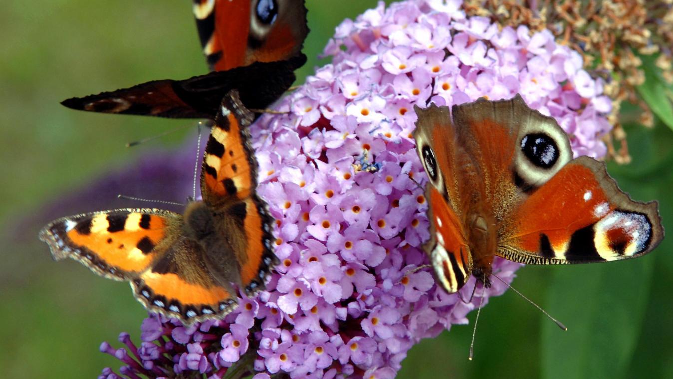 <p>Der Sommerflieder ist ein Magnet für Insekten – vor allem Schmetterlinge wie das Tagpfauenauge und der Kleine Fuchs sitzen gerne darauf.</p>