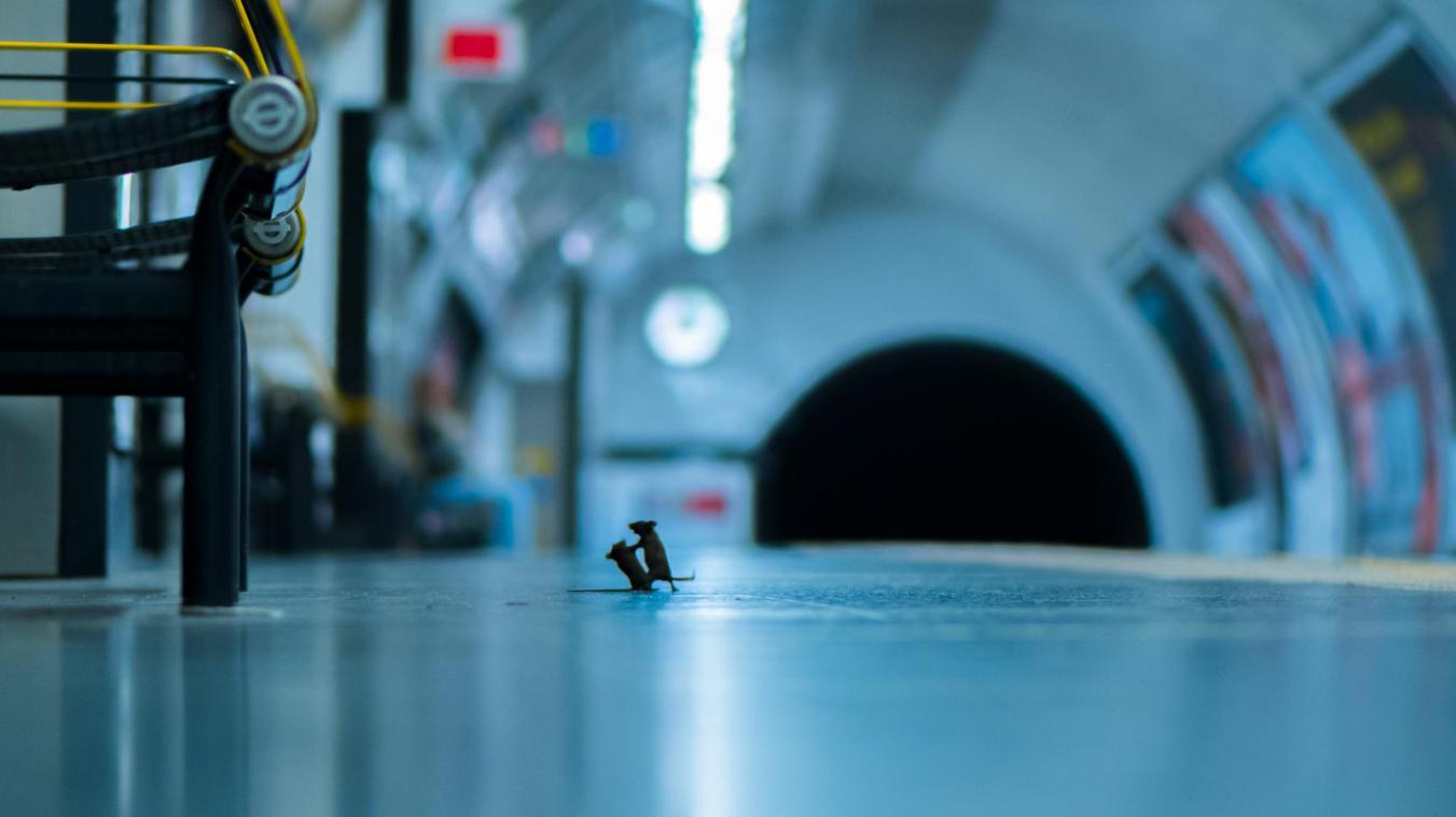 <p>Zwei Mäuse kämpfen in einer Station der Londoner U-Bahn um ein paar fressbare Krümel. Rowley gewann mit dem Foto den Publikumspreis „Wildlife Photographer of the Year LUMIX People's Choice Award“.</p>