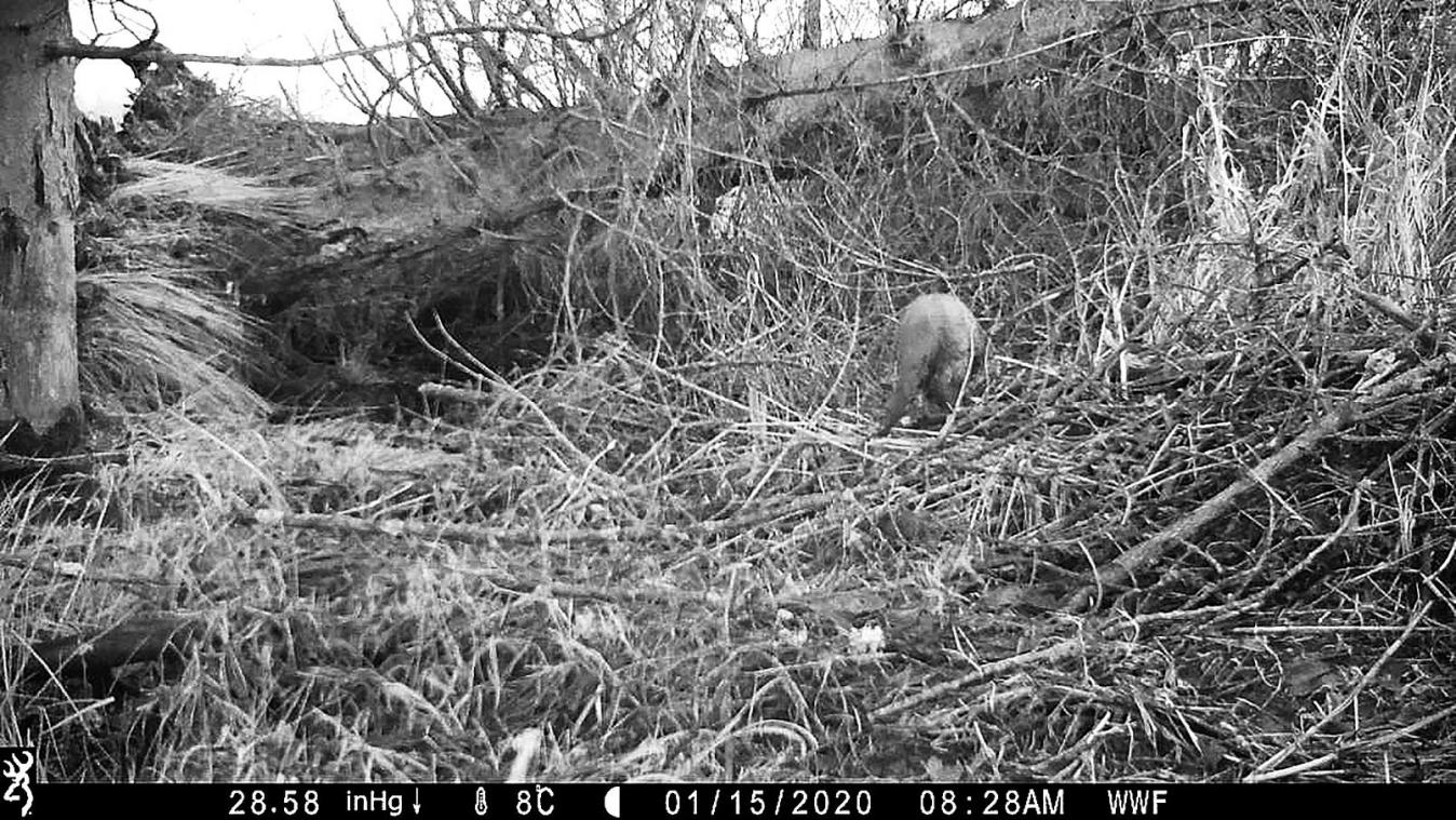 <p>Nur schwer zu erkennen und von Experten dennoch eindeutig identifiziert wurde dieser Otter, der am 15. Januar an einem nicht präzisierten Bachlauf in den Ardennen von einer Wildkamera fotografiert wurde.</p>