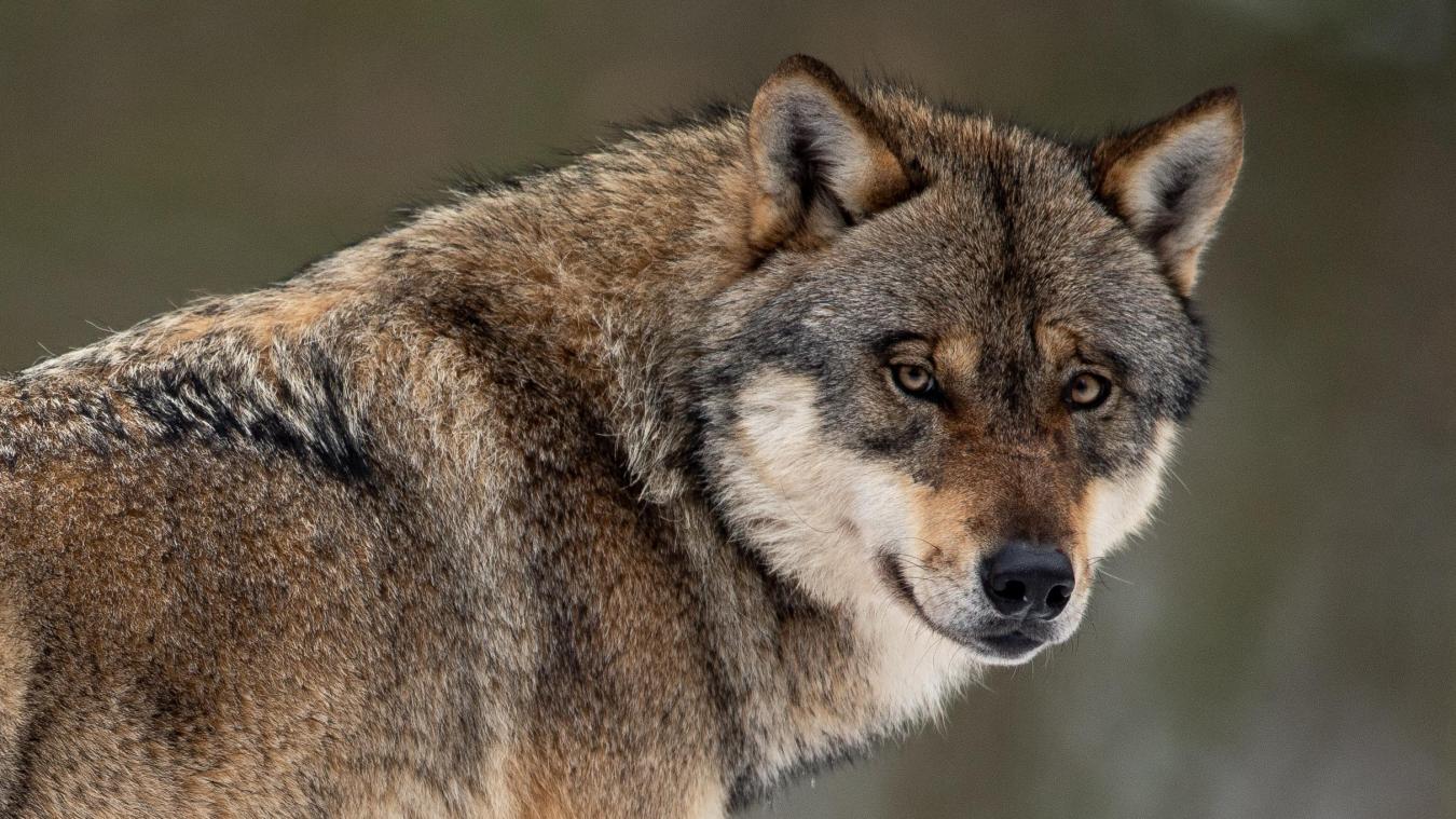 <p>Ein DNA-Test bestätigt: Ein Wolf hat vor wenigen Tagen ein Schaf in Xhoffraix gerissen.</p>