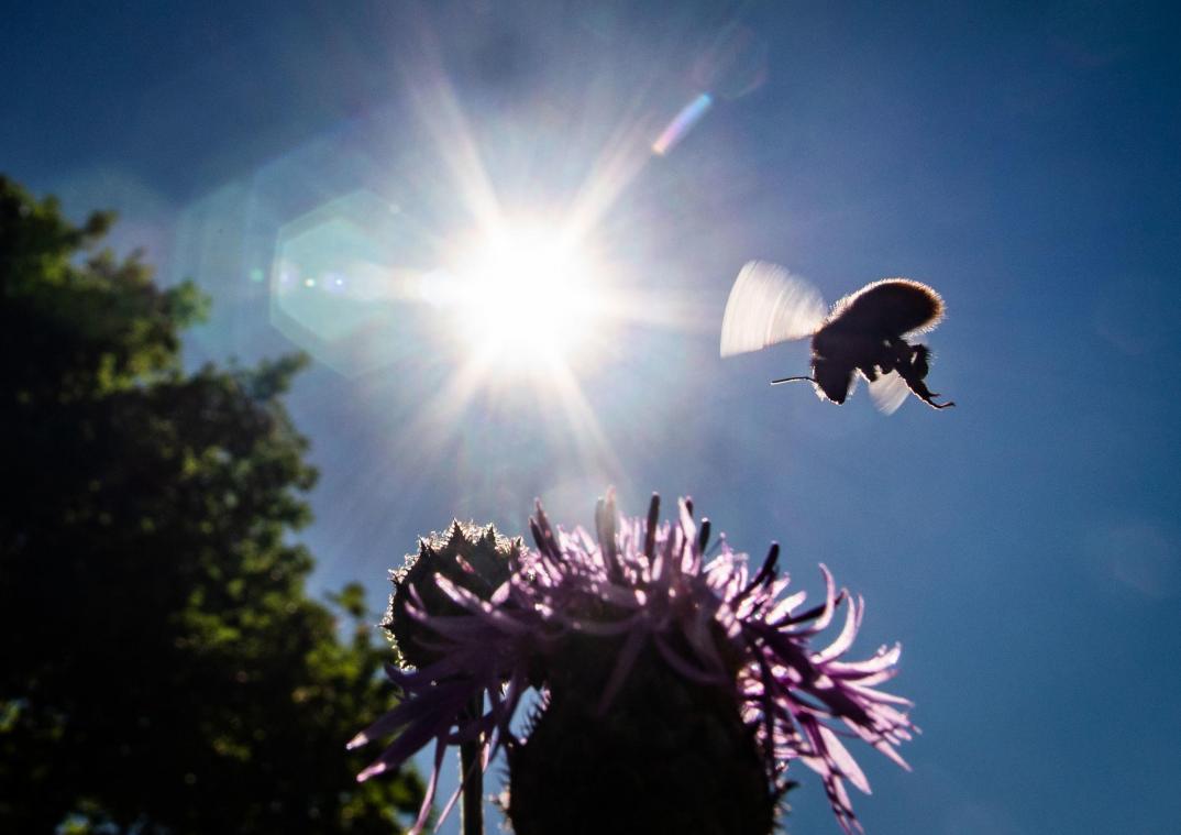 <p>Mit den ersten wärmenden Sonnenstrahlen schalten auch die meisten Insekten wieder einen Gang höher und beginnen zu fliegen.</p>