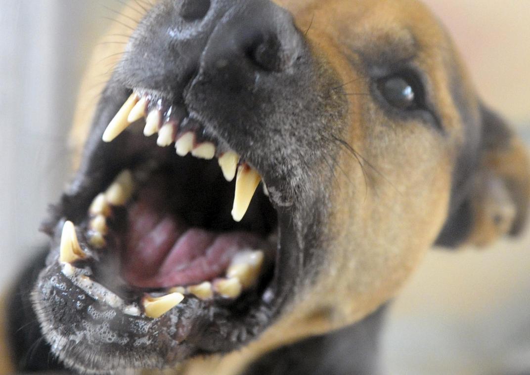 <p>Hund beißt Mann im Eupener Tierheim ins Gesicht</p>
