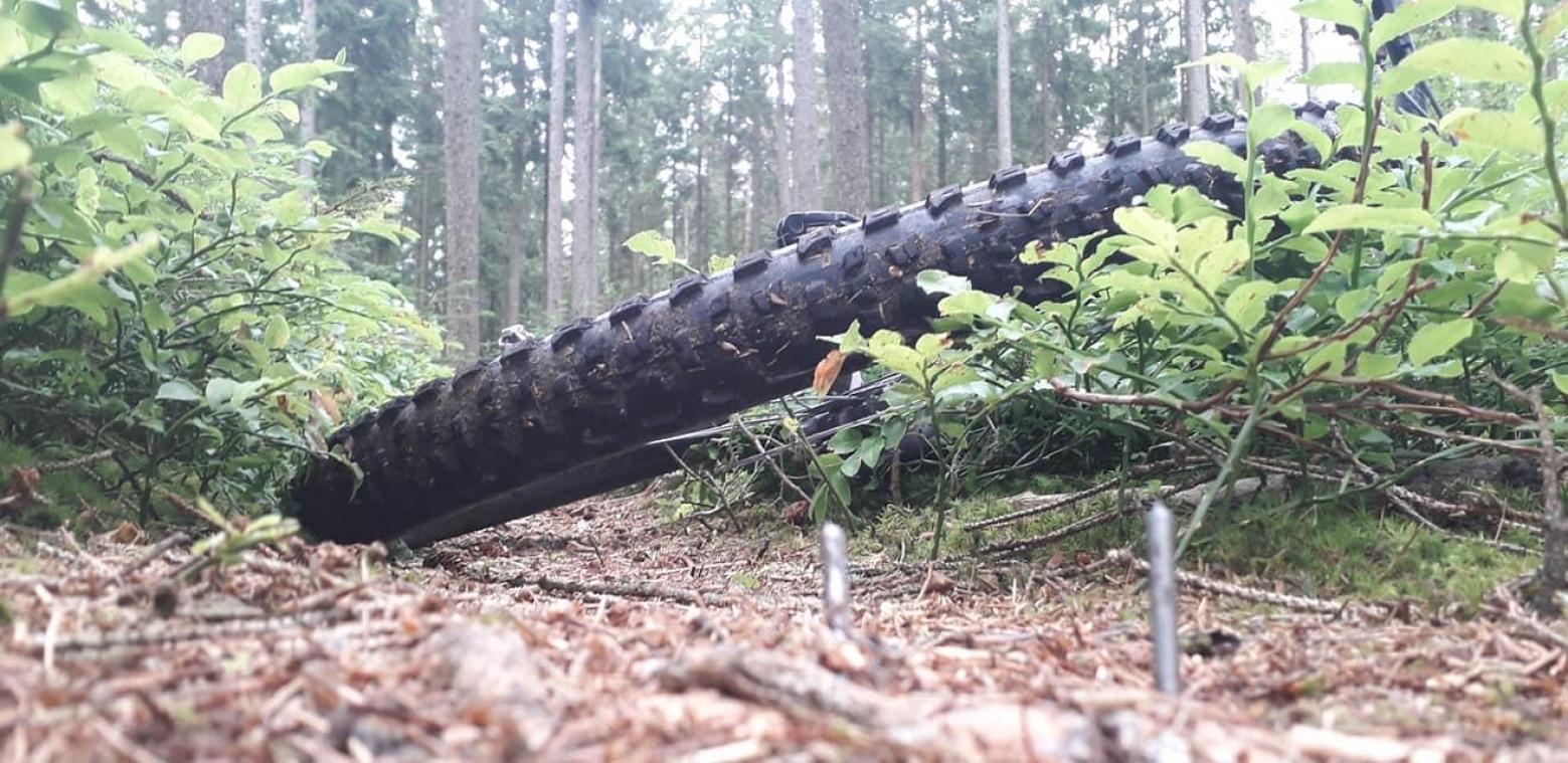 <p>Eine böse Überraschung im Unterholz: Auf einem Pfad in einem Waldstück von Ligneuville wurden Nägel aller Wahrscheinlichkeit nach mutwillig in mehrere Wurzeln geschlagen, um Radfahrer auszubremsen.</p>