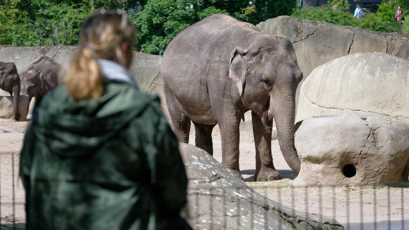 <p>Im Kölner Zoo gibt es insgesamt 14 Elefanten.</p>