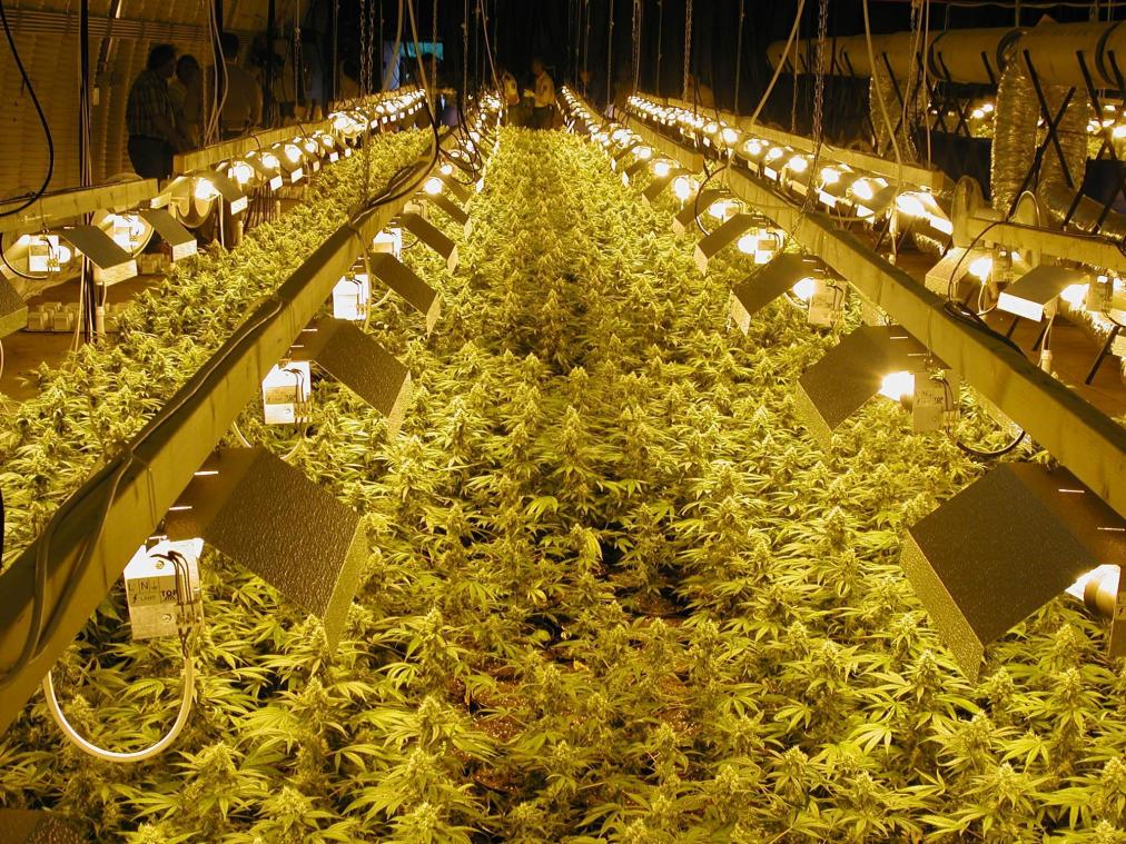 <p>In einer ehemaligen Werkstatt in Kelmis hatten sechs Männer eine hochprofessionelle Cannabisplantage betrieben.</p>