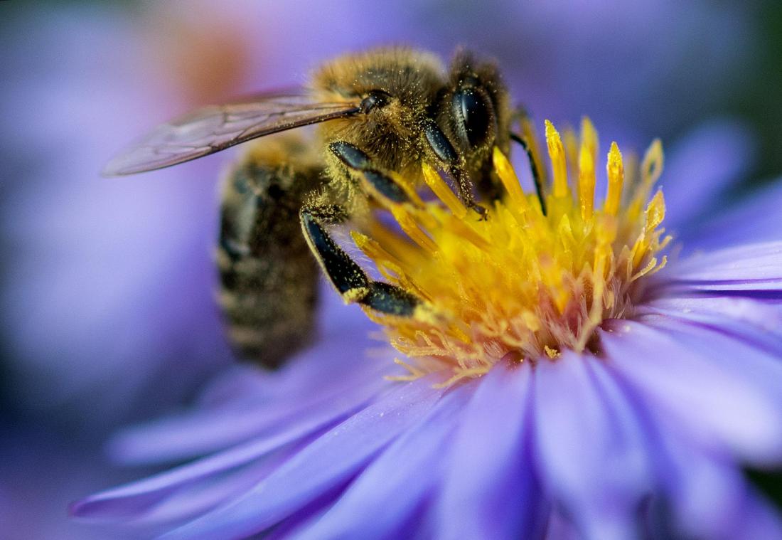 <p>Bienen, Schmetterlinge und andere wilde Bestäuber werden aus Sicht des Europäischen Rechnungshofs durch die Maßnahmen der EU-Kommission nicht ausreichend geschützt.</p>