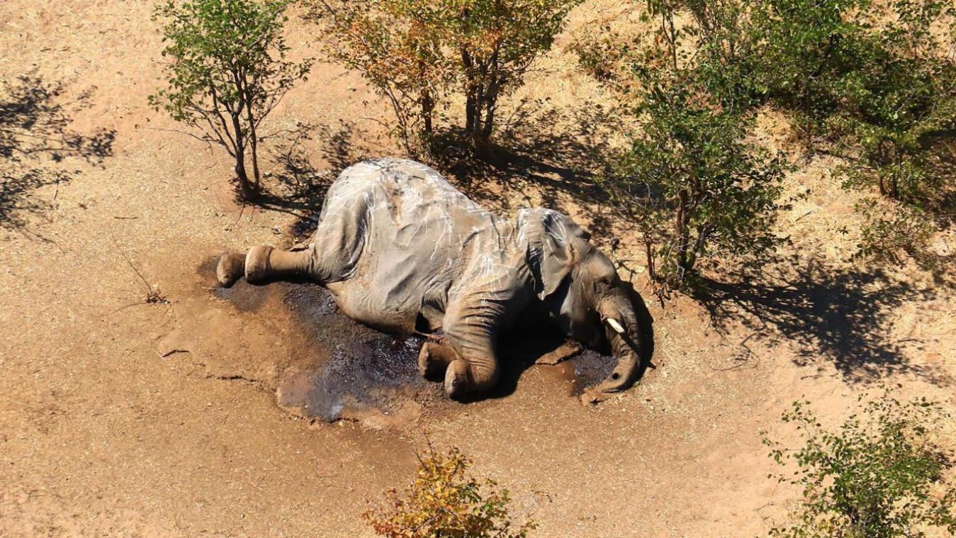 <p>Im südafrikanischen Safari-Paradies Botsuana treibt ein mysteriöses Elefantensterben um.</p>