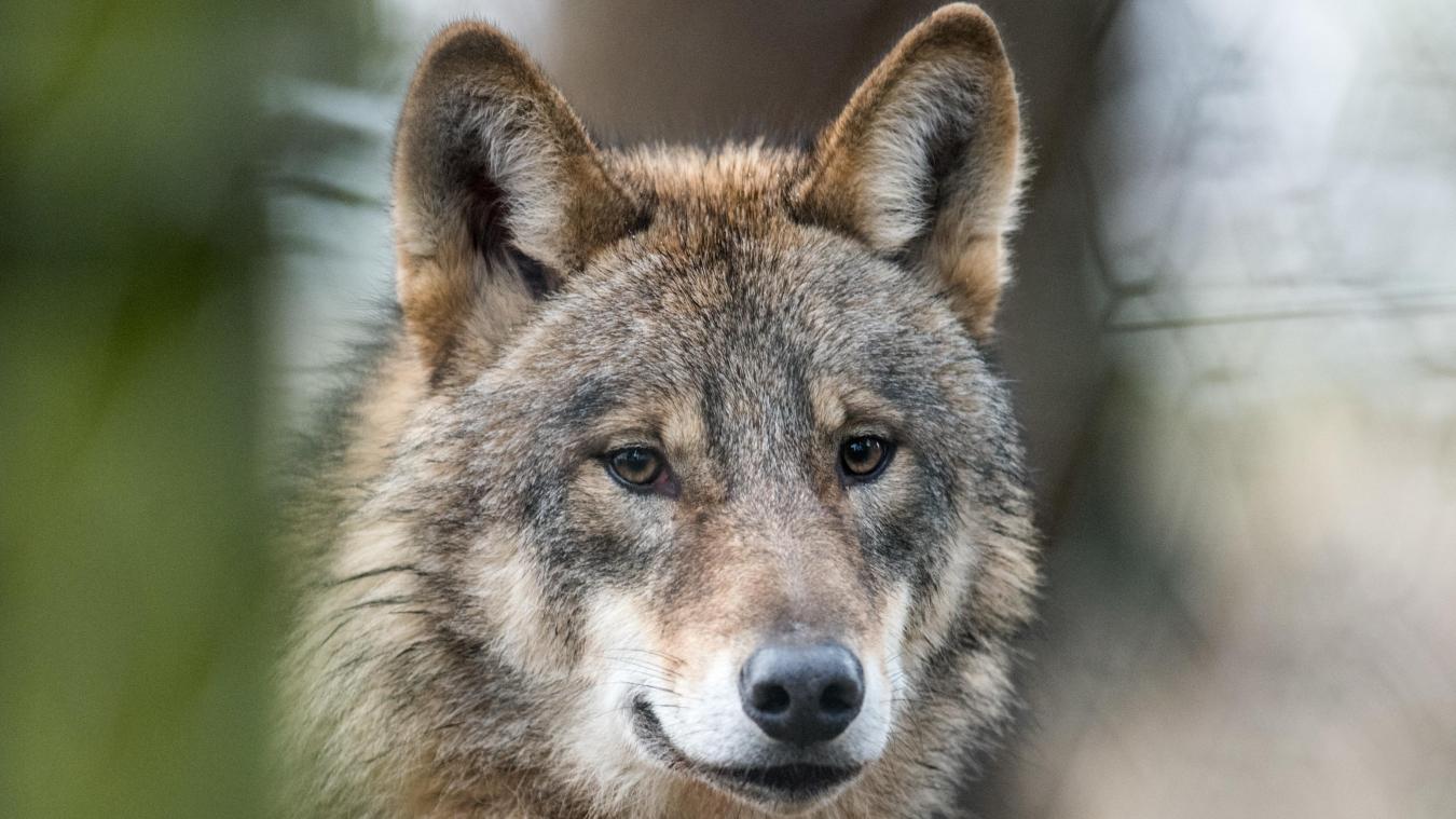 <p>Per DNA-Abgleich konnte nachgewiesen werden, dass ein Wolf Mitte Juni in Roscheid (Eifelkreis Bitburg-Prüm), nur einen Steinwurf von Ouren entfernt, zwei Kälber gerissen hat.</p>