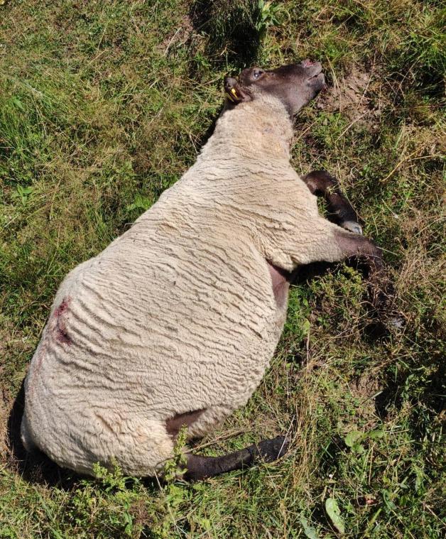 <p>In Stoubach in der Gemeinde Burg-Reuland wurden vier Schafe durch einen Wolf getötet, ein weiteres ist verschwunden.</p>