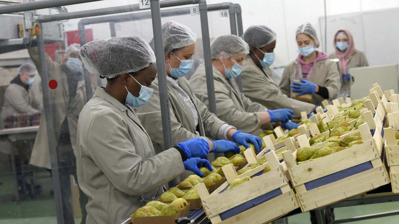 <p>Saisonarbeiter bei der Verpackung von frisch gepflückten Birnen in Borgloon.</p>