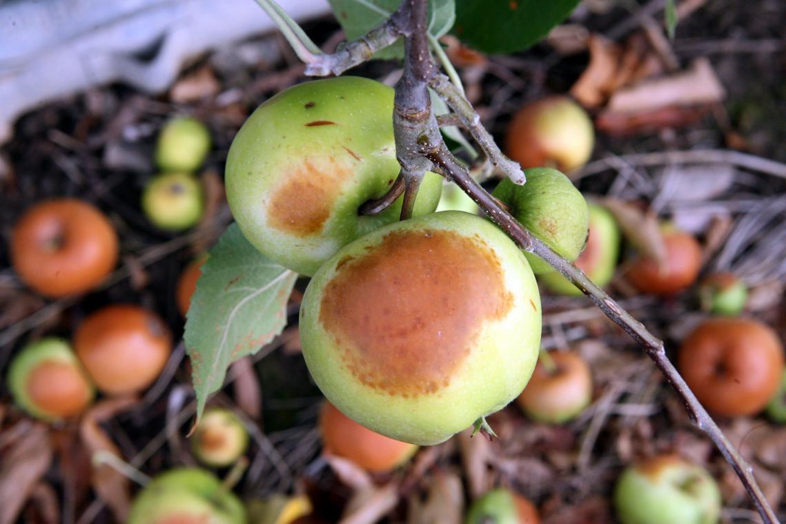 <p>Zu lange in der Sonne: Braune Flecken zeigen sich auf Äpfeln in einer Obstbauanlage.</p>