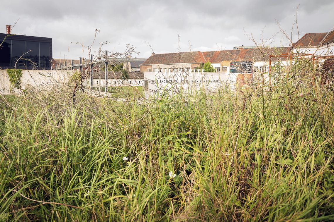 <p>Dem Unkraut mit Lösungen auf Basis ätherischer Öle zu Leibe rücken – das könnte bald Wirklichkeit werden.</p>