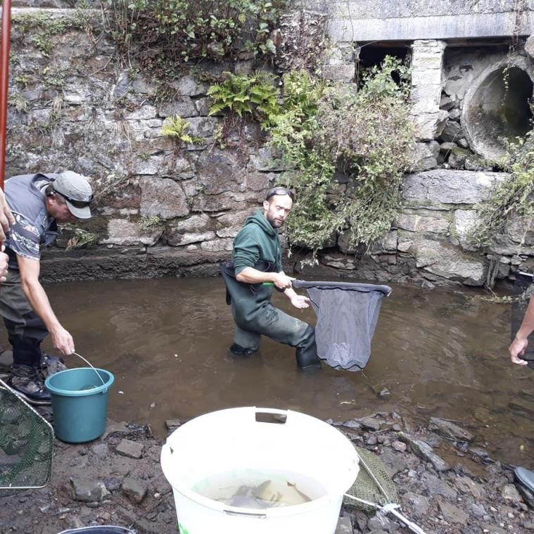<p>Freiwillige retten Fische nach Kanal-Leerung bei Stavelot</p>
