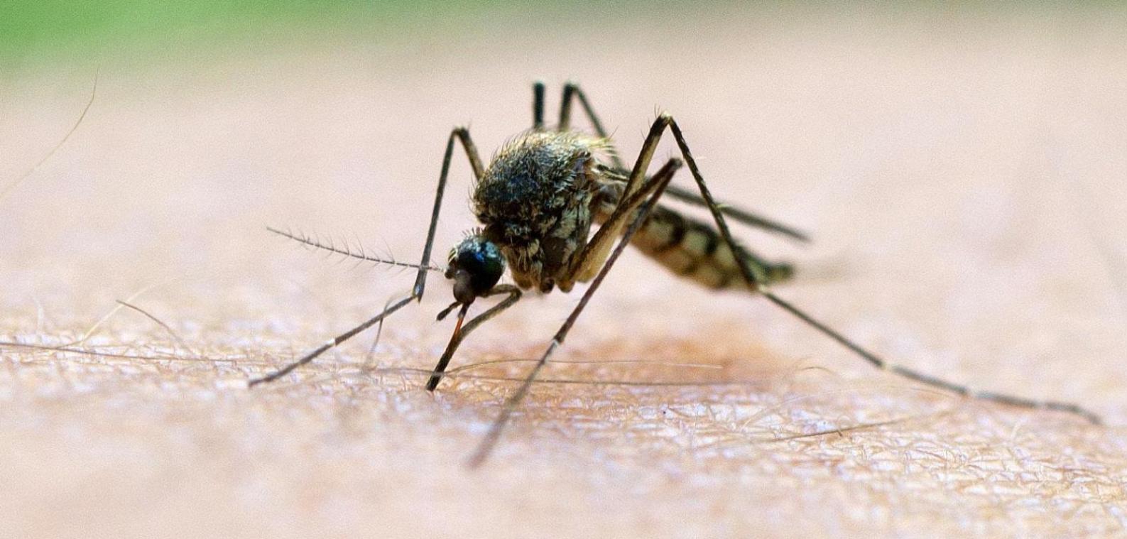 <p>Malaria kann von Mücken wie dieser übertragen werden. Das geschieht in seltenen Fällen auch in unypischen Ländern.</p>