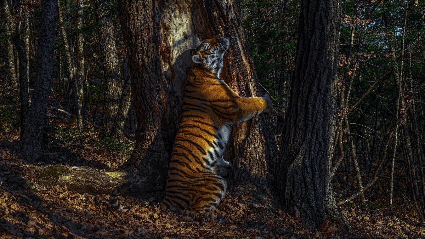 <p>Der russische Fotograf hatte elf Monate gewartet, um das Bild eines vom Aussterben bedrohten sibirischen Tigers zu schiessen.</p>