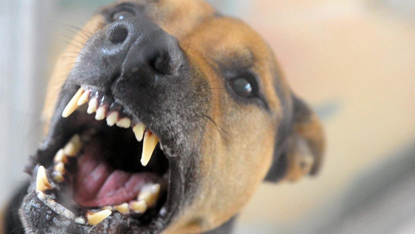 <p>Nach Leichenfund in Tremelo: 83-Jähriger vermutlich von Hund zu Tode gebissen</p>

