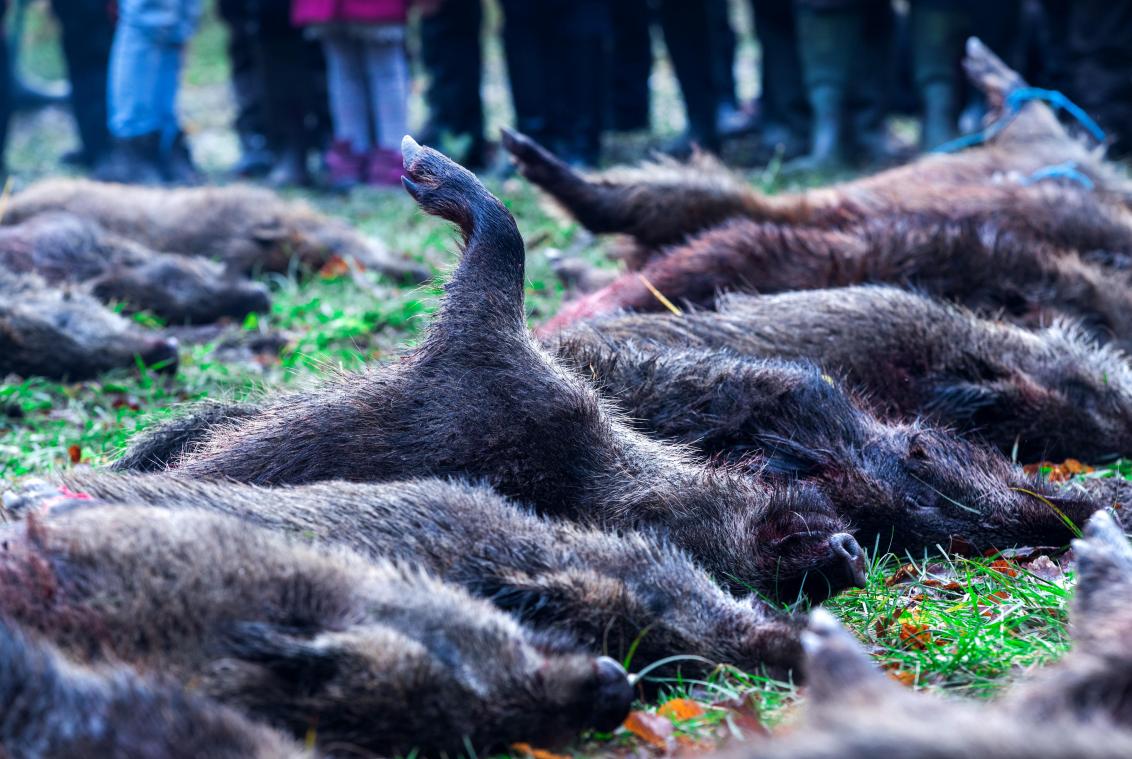 <p>Die Schließung des Horeca-Sektors macht den Jägern mitten in der Jagdsaison zu schaffen. Die Vermarktung des erlegten Wildes läuft nur schleppend.</p>