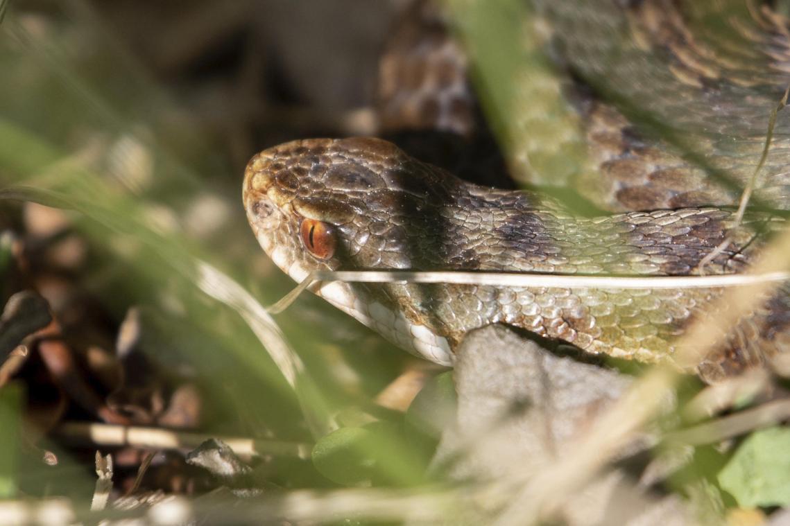 <p>Die Kreuzotter gehört zu den bedrohten Arten. Experten versuchen nun die Population in Belgien zu stärken, indem Tiere im Venn von Malchamps angesiedelt wurden.</p>