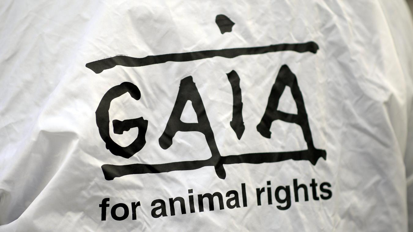 <p>Tierschutzorganisation GAIA: „Auch Jäger in der Wallonie müssen sich an Auflagen halten“</p>
