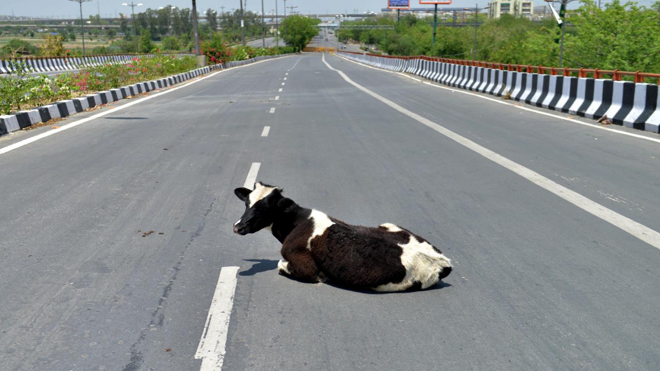 <p>Eine Kuh sitzt in Indien auf einer Straße, die aufgrund der Ausgangsbeschränkungen zur Eindämmung des Coronavirus unbefahren ist.</p>