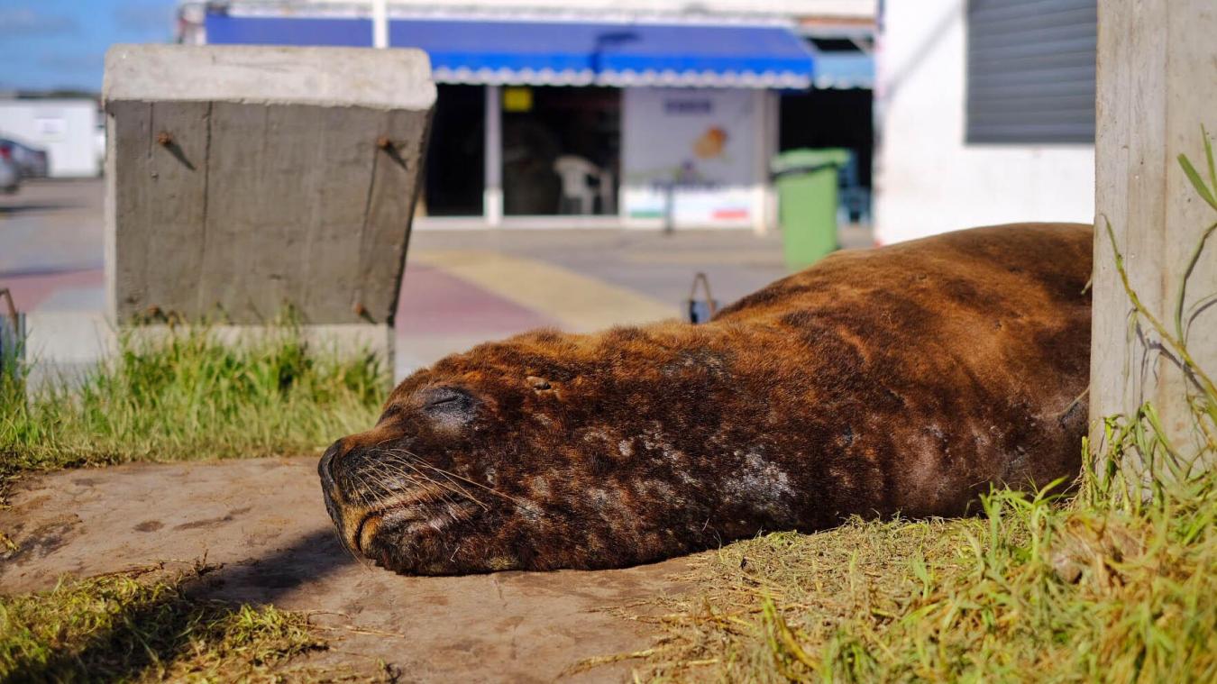 <p>Straßensperrung für Seelöwen in Neuseeland - Begeisterung im Netz</p>
