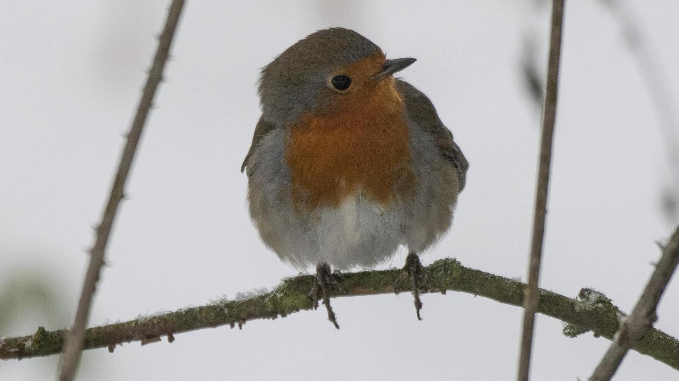 <p>Ein Rotkehlchen sitzt auf einem Ast.</p>