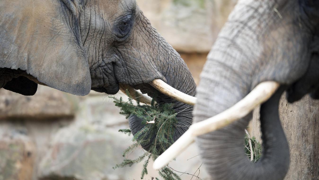 <p>Elefanten gelten als extrem gefährdet. Wie steht's um ihr Überleben?</p>