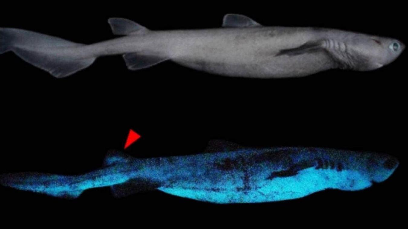 <p>Schokoladenhaie können dank bestimmter Hormone unter Wasser leuchten.</p>