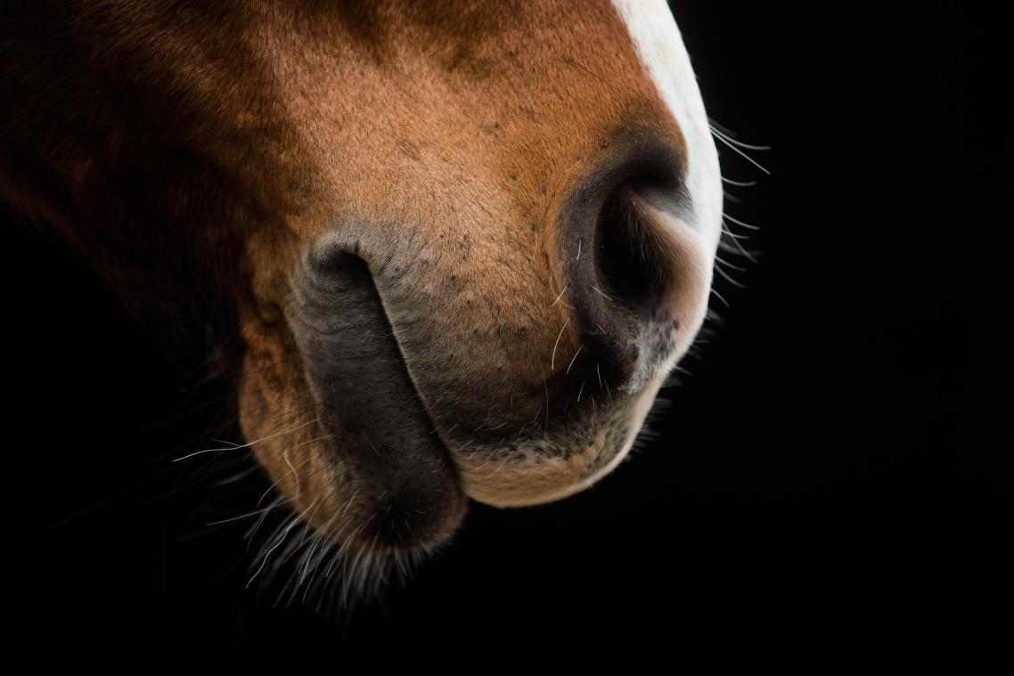 <p>Herpes-Infektionen: Zahl der toten Pferde auf 17 gestiegen</p>
