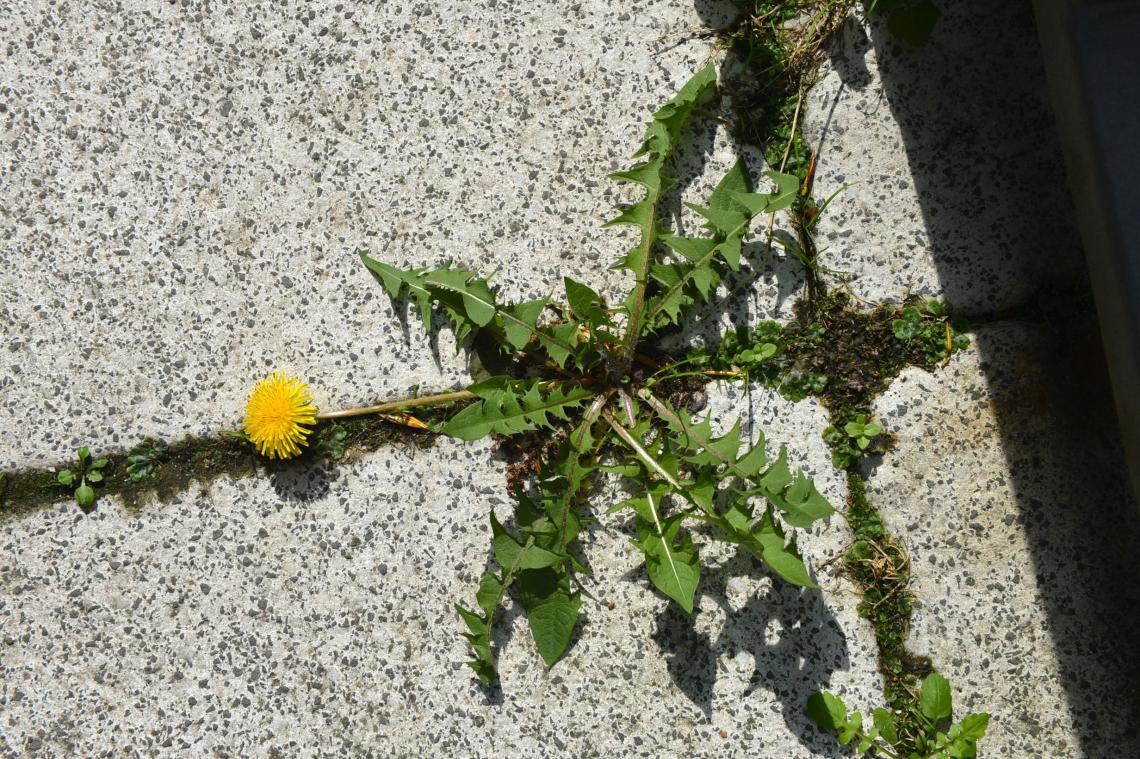 <p>Mit dem Frühling erwacht auch eine Menge Unkraut aus dem Winterschlaf.</p>