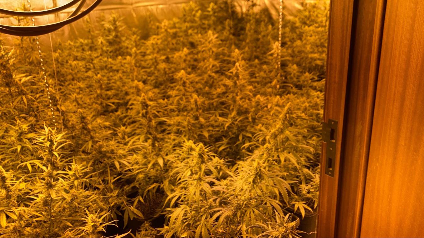 <p>Unter anderem wurde diese Cannabis-Plantage in Philippeville entdeckt.</p>