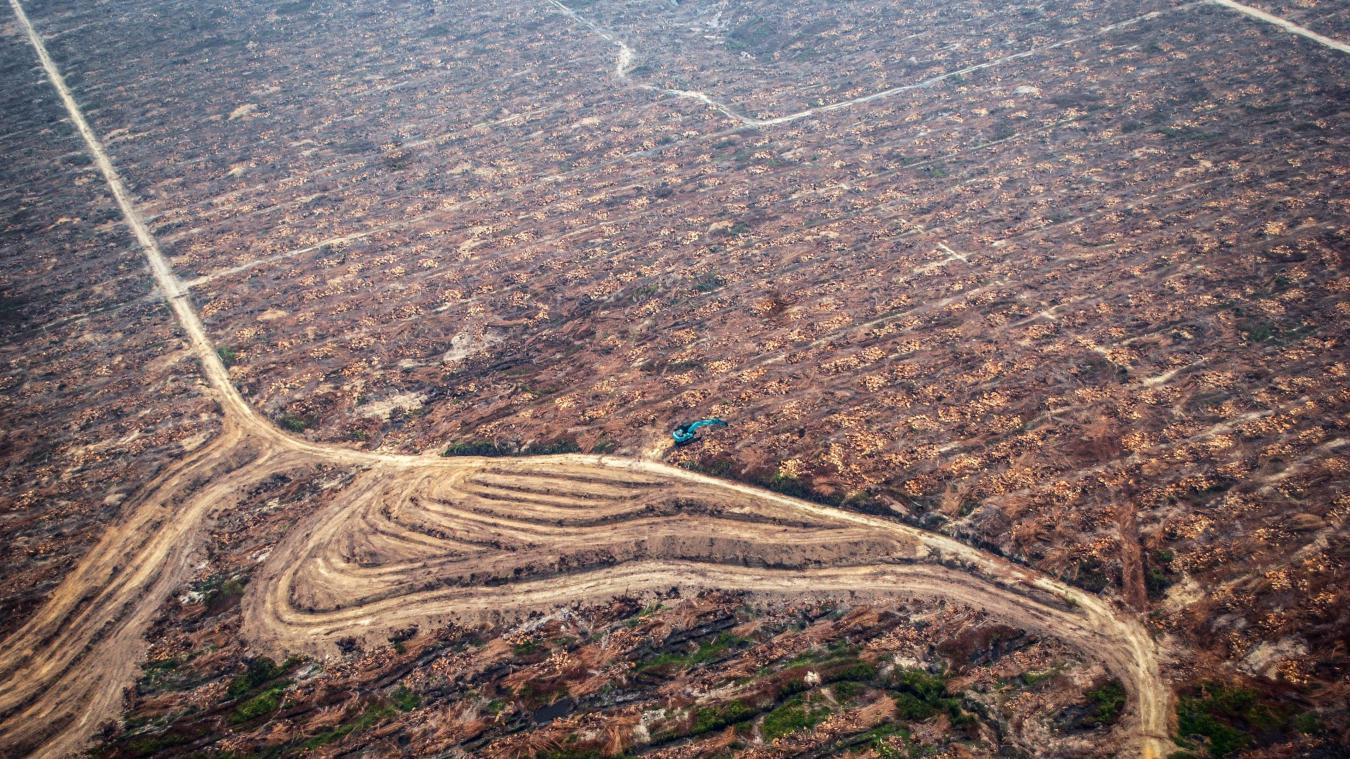 <p>Für Palmöl-Plantagen (hier in Indonesien) wird massiv abgeholzt.</p>