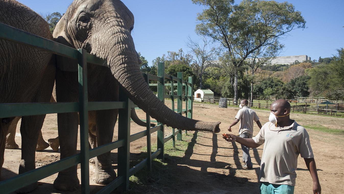 <p>Ein Mitarbeiter vom Johannesburg Zoo trägt einen Mundschutz, als er einen Elefanten füttert.</p>