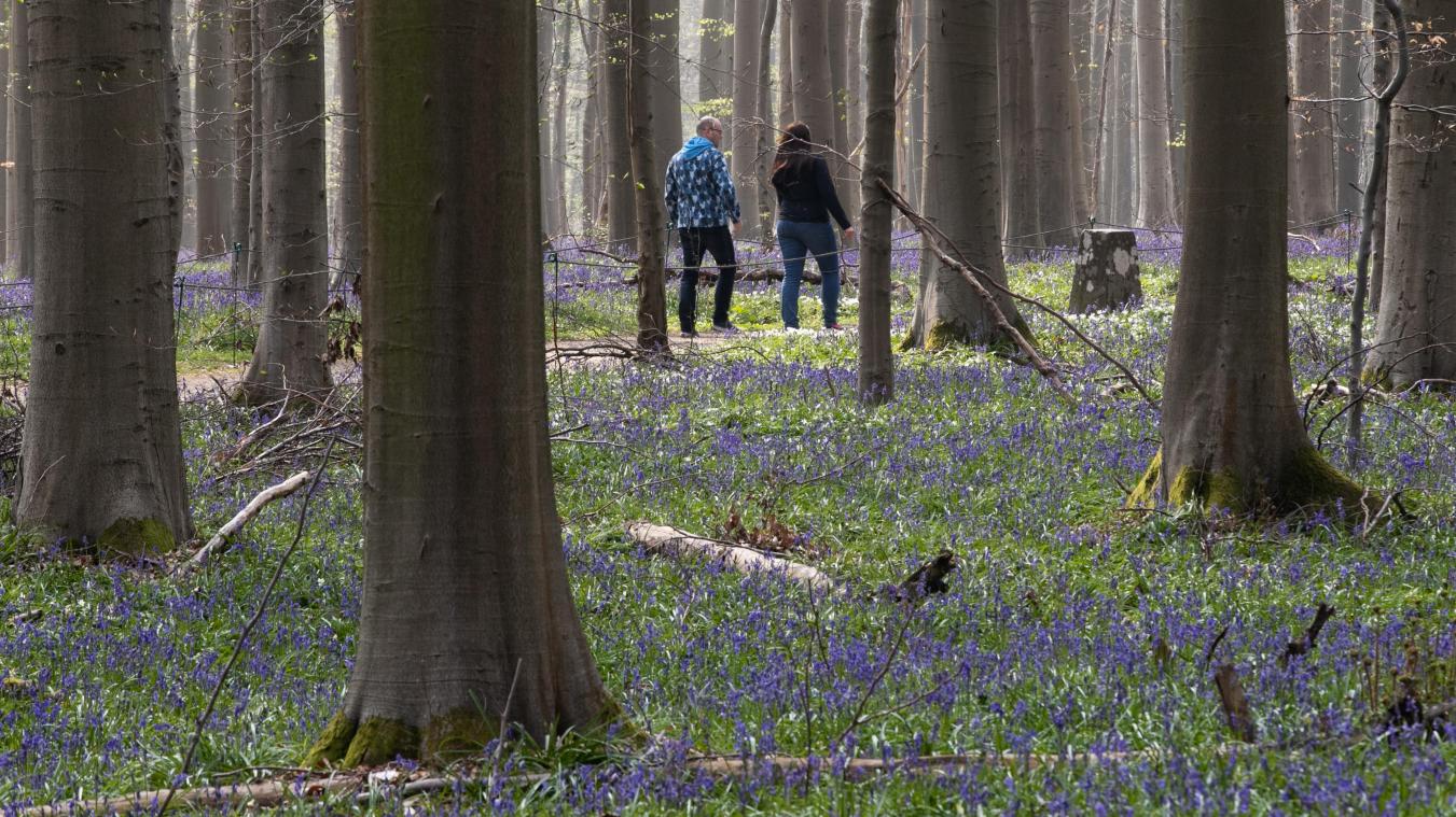 <p>Erstrahlt im Frühling in blau: der Bois de Hal.</p>