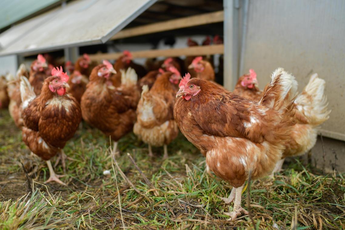 <p>Ende der Maßnahmen zur Bekämpfung der Vogelgrippe</p>
