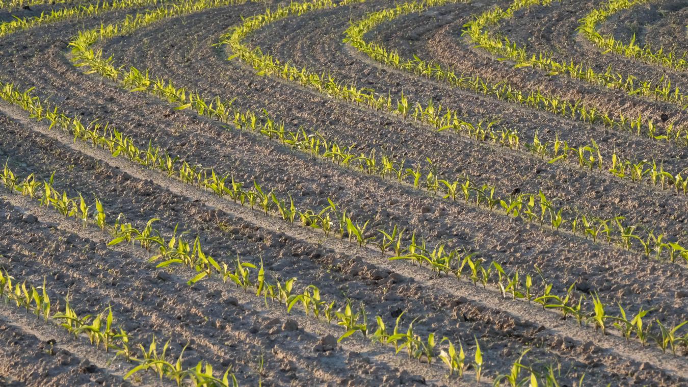 <p>Wallonie: Dürre von 2020 als landwirtschaftliche Katastrophe anerkannt</p>