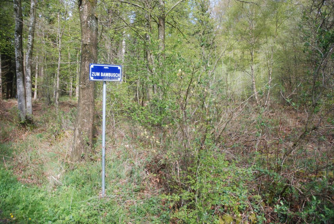 <p>Einer von drei möglichen Standorten für einen Bestattungswald in der Gemeinde Amel ist der Gemeindewald Zum Bambusch zwischen Amel und Schoppen.</p>