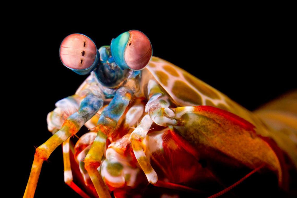 <p>Der Fangschreckenkrebs hat eine knallbunte Färbung.</p>
