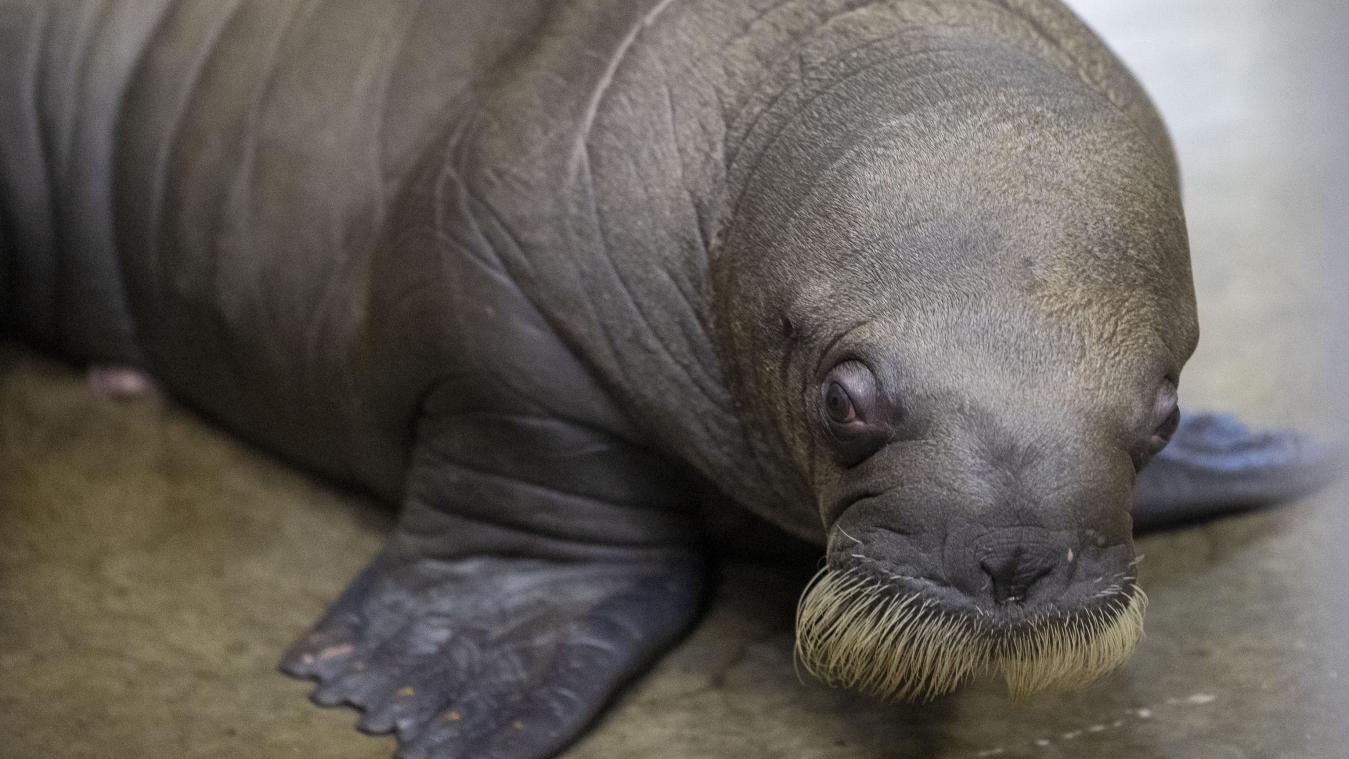 <p>Zuwachs in Pairi Daiza: Ein männliches Walross wurde geboren.</p>