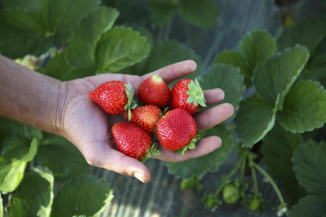 <p>Die Erdbeere ist ein Erfolgsprodukt.</p>