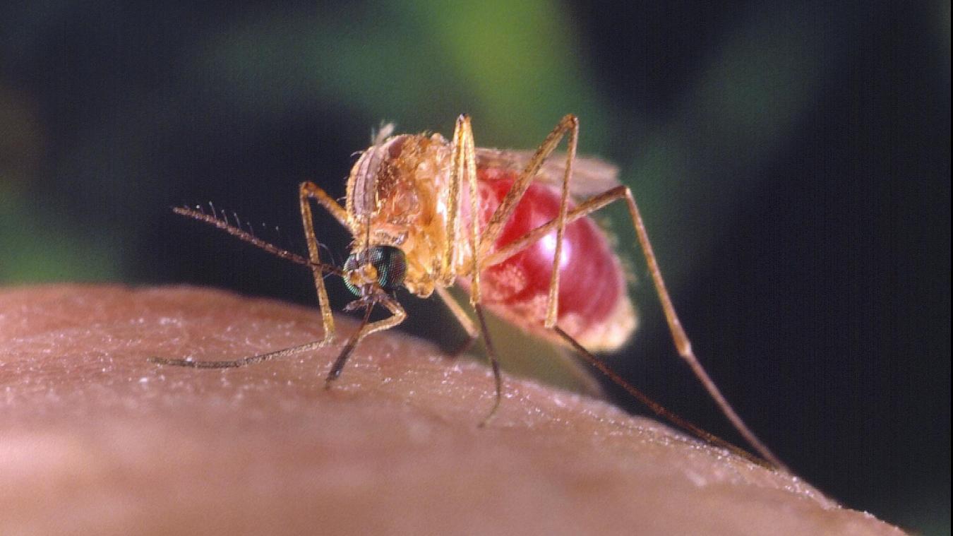 <p>Neue Mückenart im Fokus belgischer Forscher</p>
