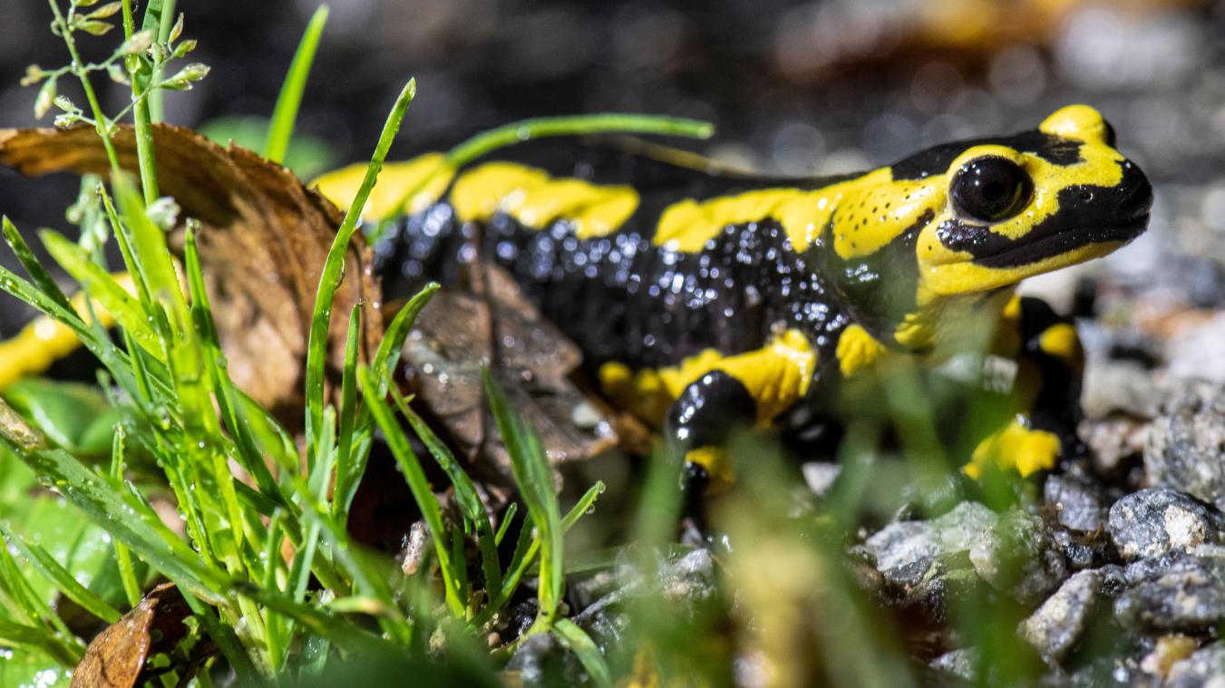 <p>Die Salamanderpest hält NRW in Atem.</p>