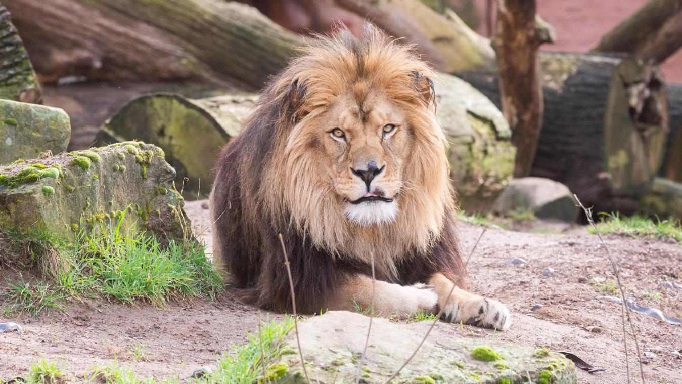 <p>Löwe stirbt mit oder an Corona in indischem Zoo</p>

