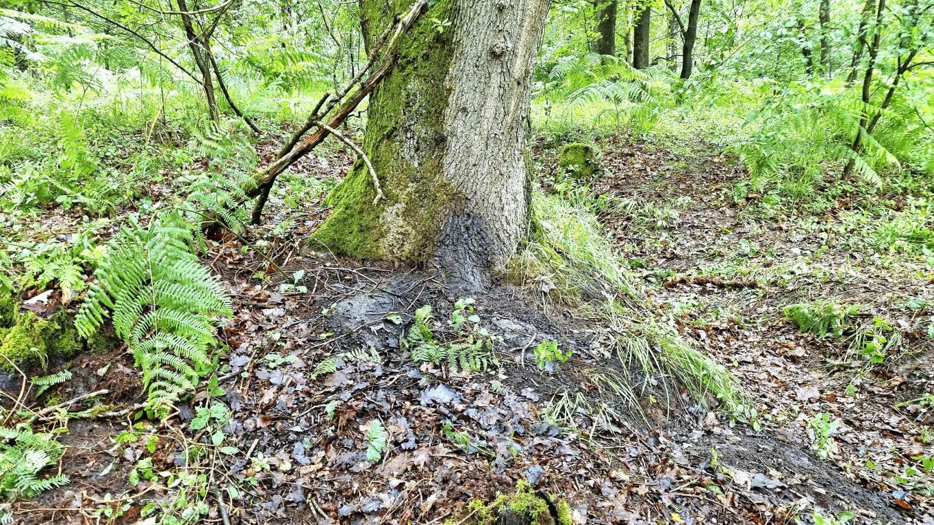 <p>Es grenzt an Zufall, dass der Leichnam Jürgen Conings’ in diesem Waldstück gefunden wurde.</p>