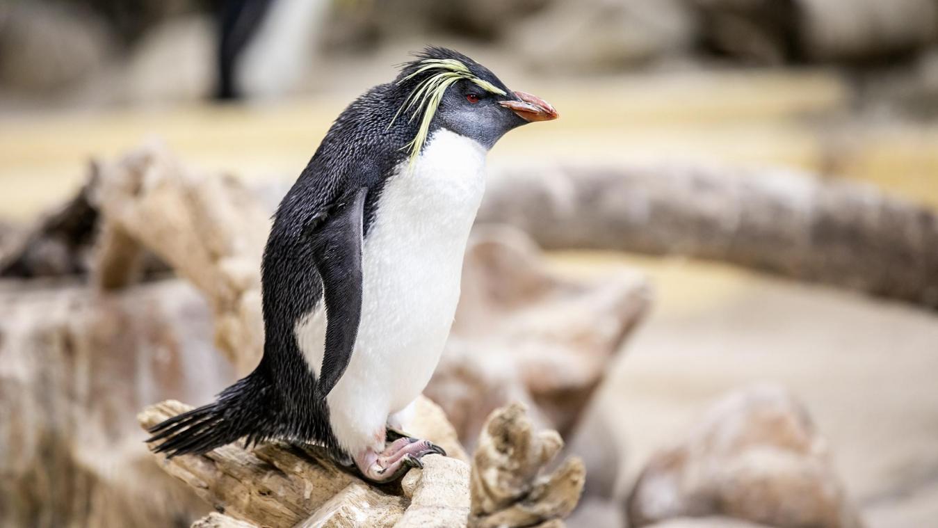 <p>Der Felsenpinguin ist eine Vogelart aus der Familie der Pinguine. Die durchschnittliche Lebenserwartung liegt bei 10 Jahren.</p>