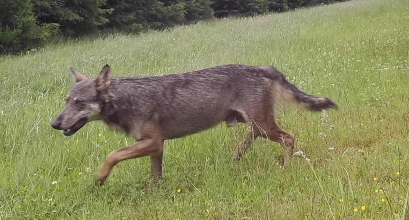 <p>Dieses Foto von einem bislang nicht identifizierten Wolf machte ein Jäger am 6. Juli im Raum Büllingen-Bütgenbach. Der genaue Standort wurde nicht mitgeteilt.</p>